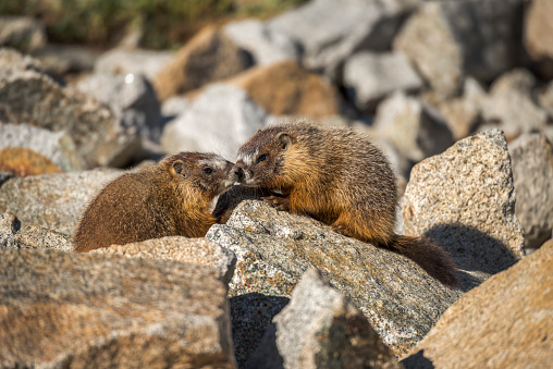 Two yellow-bellied marmots in a boulder seem to be caressing each other.