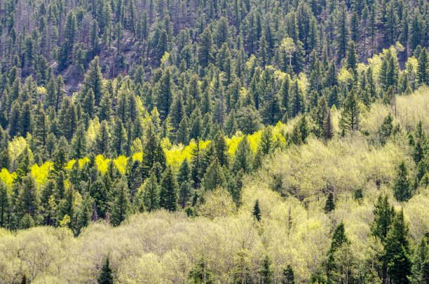 istock aspen and conifer forest near Durango, Colorado 1403106430
