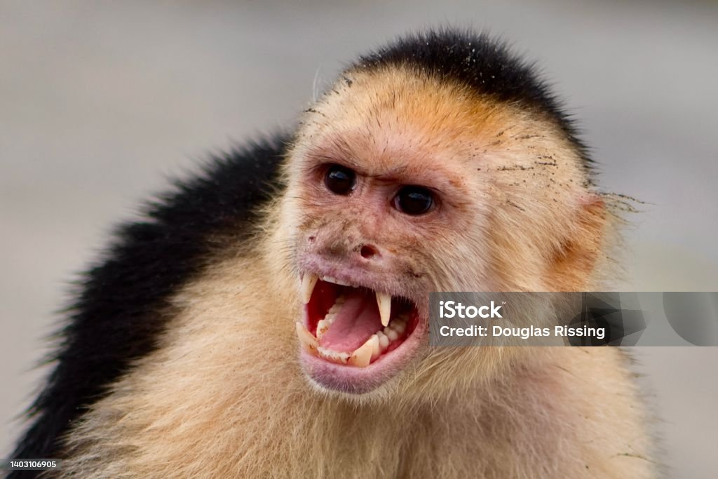 Screaming Monkey capuchin monkey yelling baring teeth. Black-Capped Capuchin Stock Photo