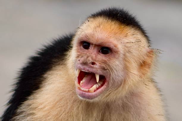 Screaming Monkey capuchin monkey yelling baring teeth. angry monkey stock pictures, royalty-free photos & images