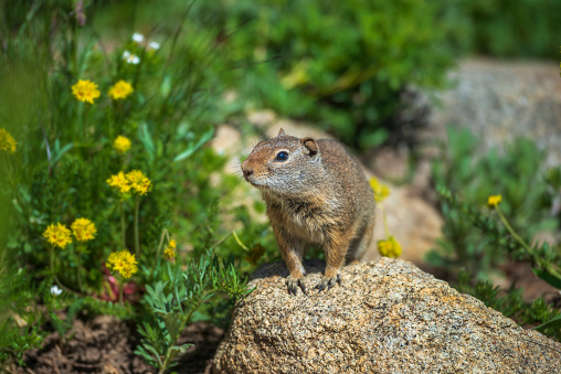 A small ground squirrel, standing on a rock, in the Utah Rocky Mountains.