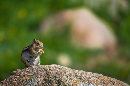 Red squirrel looking at camera curiously