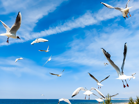 Seagulls fly in the air under a bright blue sky with a large ship in the background