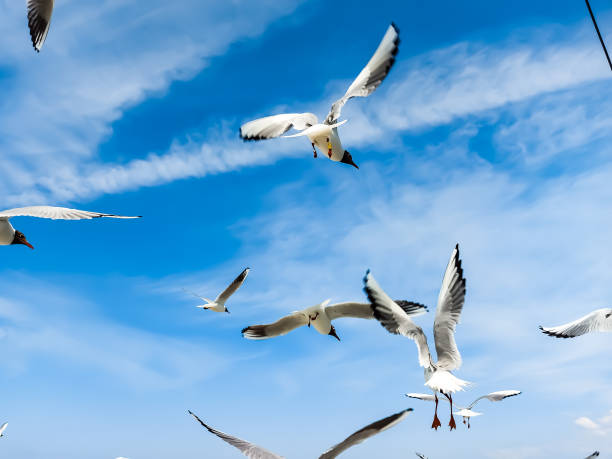 istock Seagulls fly in the air under a bright blue sky 1403108737
