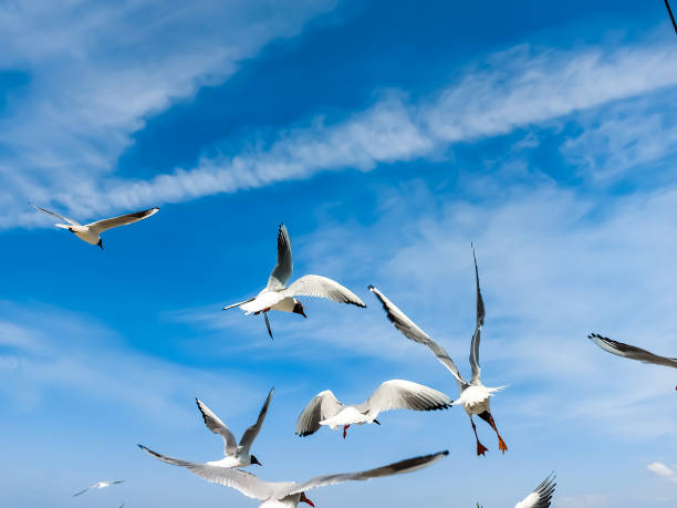 istock Seagulls fly in the air under a bright blue sky 1403108749