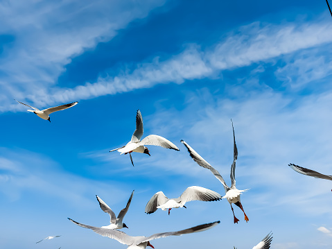 Seagulls fly in the air under a bright blue sky