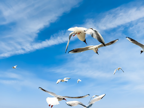 Seagulls fly in the air under a bright blue sky
