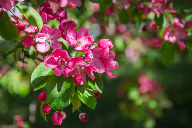 istock Pink apple flowers and green leaves 1403109311
