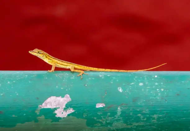 Photo of A Yellow Anole lizard standing on a green handrail in Barbados