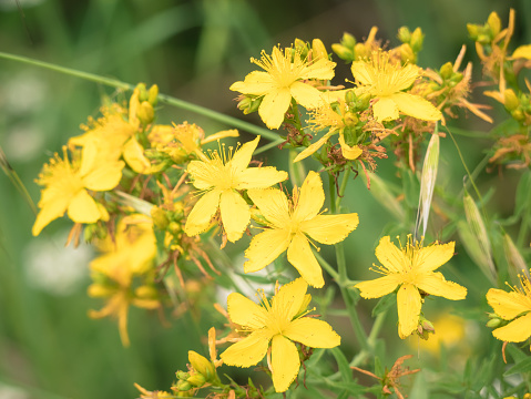 Wild yellow flowers with five petals and large stamens (Agrimonia eupatoria) in early summer surrounded by large green leaves of the surrounding vegetation