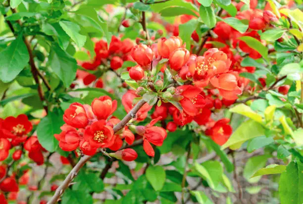 Japanese quince flowers on a branch. Red-orange inflorescences of chaenomeles.