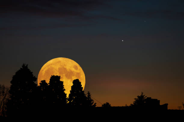 istock Tree silhouettes, stars and Moon with evening sky. 1403111872