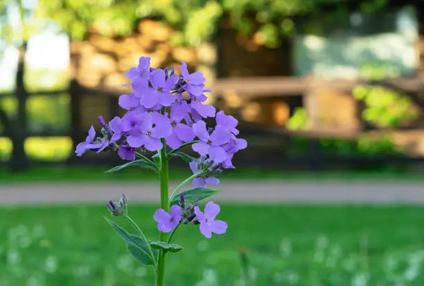 Hesperis matronalis, Lunaria or evening violet blooms in the summer garden.