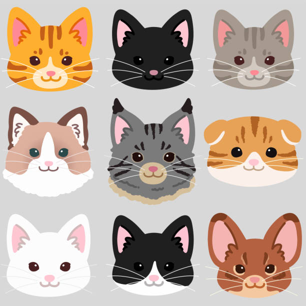 Simple and adorable cats front faces set flat colored Simple and adorable cats front faces set flat colored short haired maine coon stock illustrations