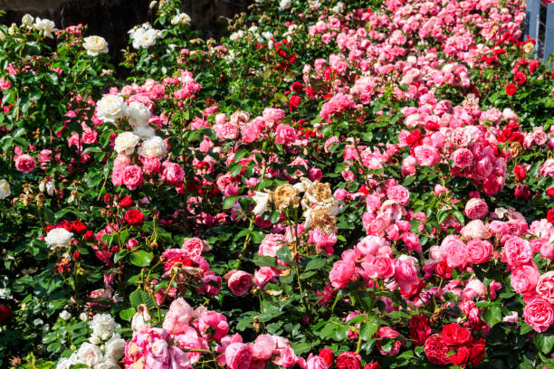 庭の花壇に美しいバラ - 6141 ストックフォトと画像