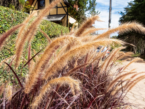 istock Pennisetum setaceum, commonly known as fountain grass. 1403115127