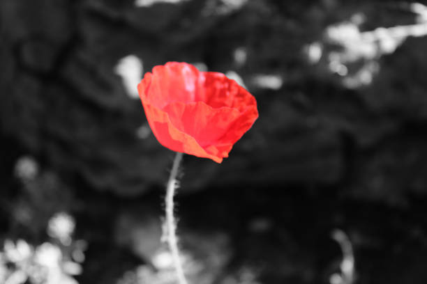 istock A closeup of an isolated flower head 1403115934