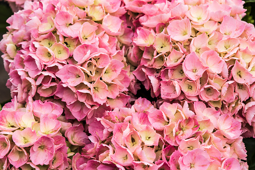 the pink and cream colored petals of a hydrangea