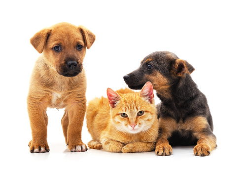 Two dogs and a cat isolated on a white background.