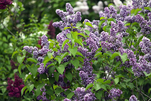 Photo showing the large purple flowers of a buddleia tree growing in the wild (Latin name: Buddleja davidii).  This is also known as a 'butterfly bush', as the extremely fragrant flowers are often covered in colourful peacock butterflies.