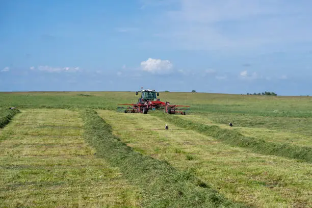 Lithuanian farmer prepare hay rows for baling with tedder