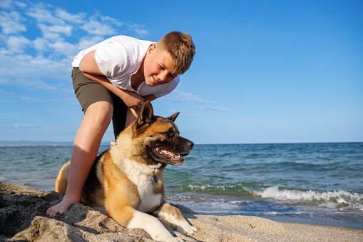 Cheerful kind teenage guy with blond hair and comfortable leash in his hands plays and walks with his big fluffy multi-colored dog of Akina Inu breed, on sandy wild sea beach along Black Sea