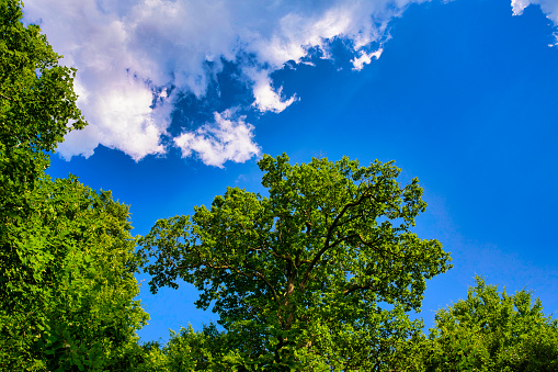 The great view up into the trees direction sky in june with a blue cloudy sky , Germany