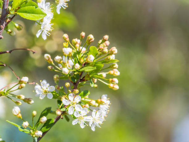 istock White blossoming apple trees. White apple tree flowers 1403121265