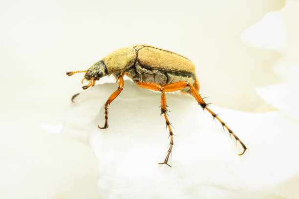 istock Rose Chafer Beetle resting on a white peony flower 1403121895