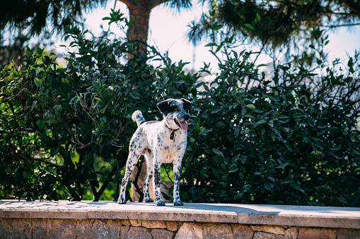 Cute Dog on the Garden Wall