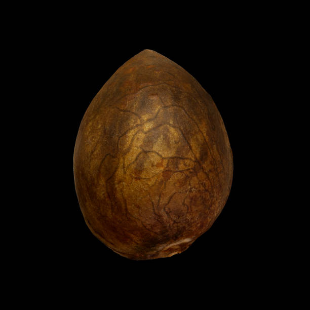 istock Beautiful avocado stone in a shell on a black background, the kernel of a ripe vegetable or avocado fruit, a nut for rubbing spices, a hard kernel for a new tree with fruit, a beautiful nut 1403123511