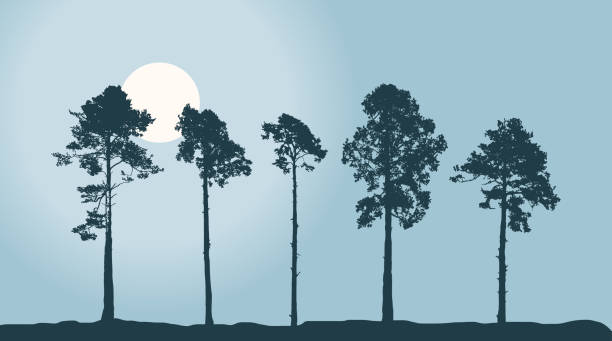 ilustraciones, imágenes clip art, dibujos animados e iconos de stock de conjunto de pinos altos realistas. árboles de coníferas. paisaje forestal. twilight park o plantación forestal. ilustración vectorial - pinar