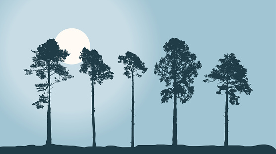Set of Realistic Tall Pines. Coniferous Trees. Forest Landscape. Twilight Park or forest plantation. Vector illustration