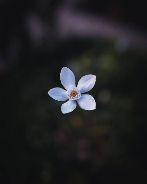 Into the Wild: A Closer Look at Little Flowers