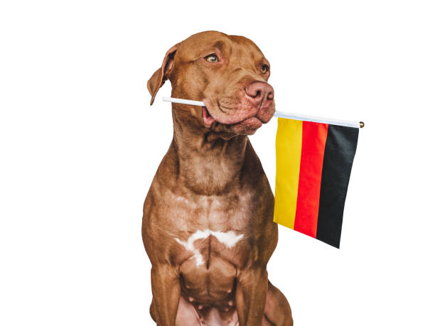 istock Lovable, pretty dog and German Flag. Closeup 1403125371