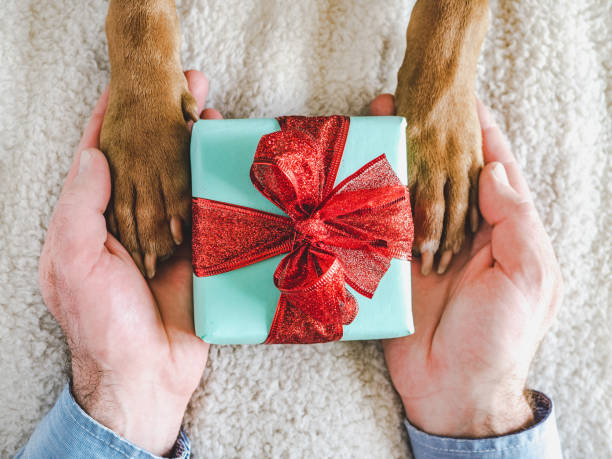 istock Dog paws, male hands and gift box 1403126130