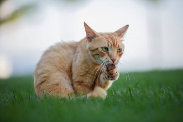 istock yellow cat licks its paw 1403126133