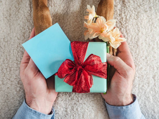 istock Dog paws, male hands and gift box 1403126144