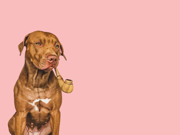 istock Lovable, pretty brown dog. Closeup, Isolated background 1403126195