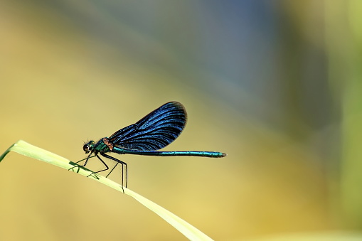 Bavaria, Germanay. Close-up of a beautiful Blue-winged Demoiselle Calopteryx virgo Dragonfly.