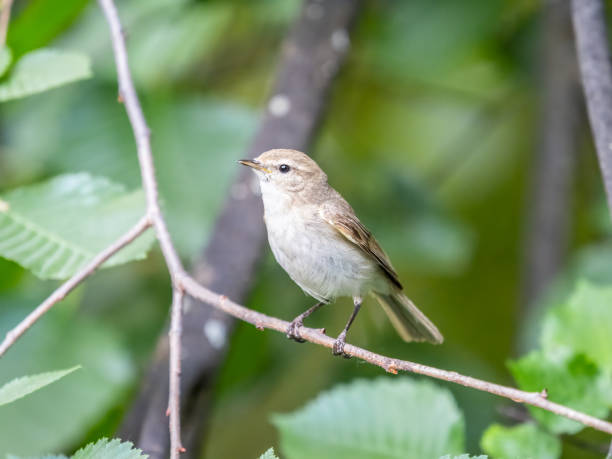 istock Common chiffchaff, lat. phylloscopus collybita, sitting on branch of bush in spring and looking for food 1403129437