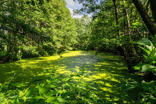 Swampy forest in Louisiana. Climate and landscape on the south east of USA