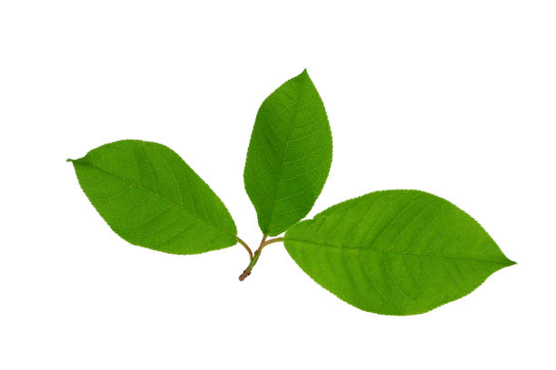 istock a tree branch with green leaves isolated on a white background 1403131030