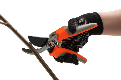 a hand in a work glove holds a pruner, cuts a tree branch