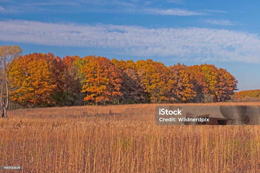 Colorful Trees Beyond a Tallgrass Prairie in Autumn Colorful Trees Beyond a Tallgrass Prairie in Autumn in the Crabtree Nature Preserve in Illinois Autumn Stock Photo
