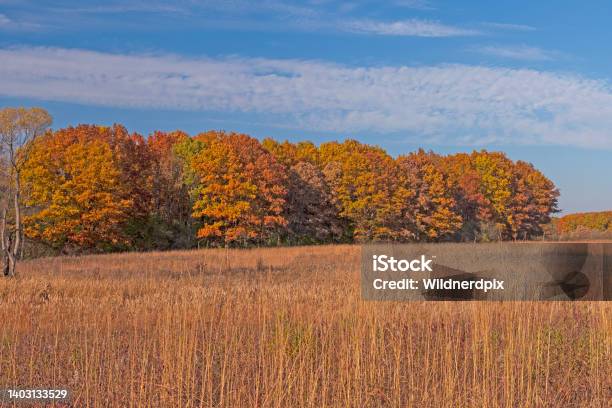 Colorful Trees Beyond A Tallgrass Prairie In Autumn Stock Photo - Download Image Now