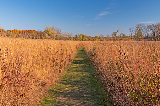 Path Through the Prairie Grasses in the Fall in the Crabtree Nature Preserve in Illinois