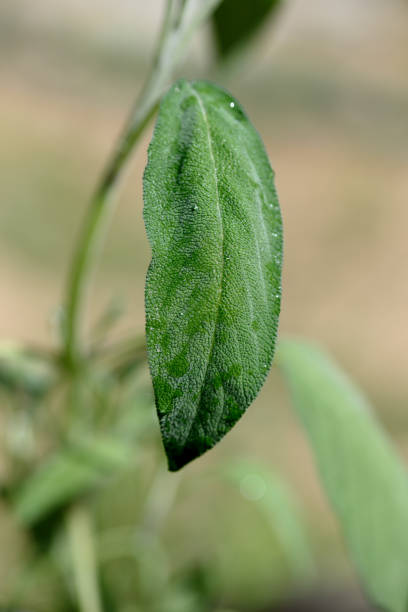 istock Close-up sage plant in the garden. 1403134969