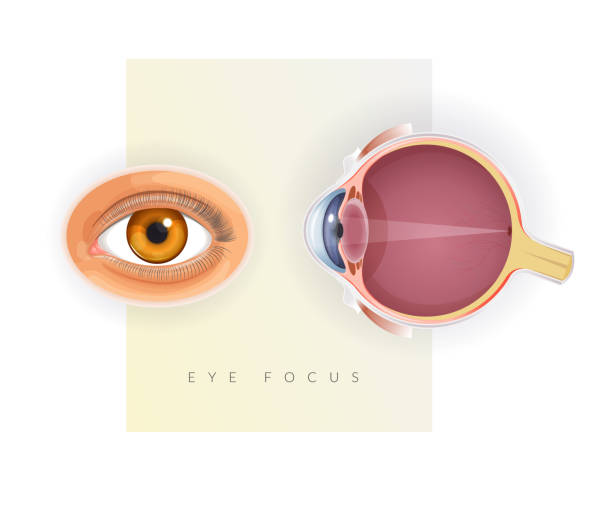 анатомия человеческого глаза - стоковая иллюстрация - conjunctiva stock illustrations