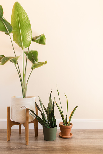 Assorted Green Tropical Houseplants in a Bohemian Vibe - Snake Plants & a White Bird of Paradise Plant